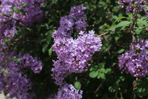 Désinsectisation dératisation Les Lilas